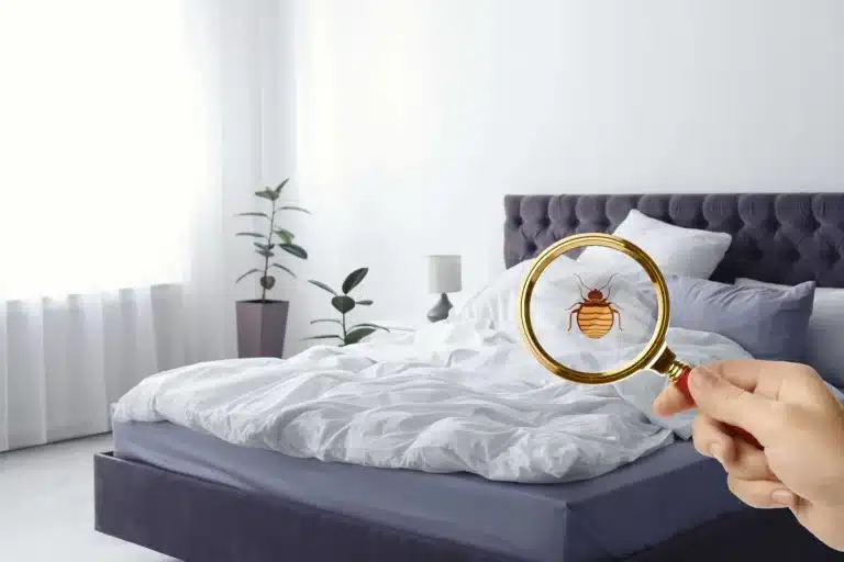bhow to check beg bugs infested mattress