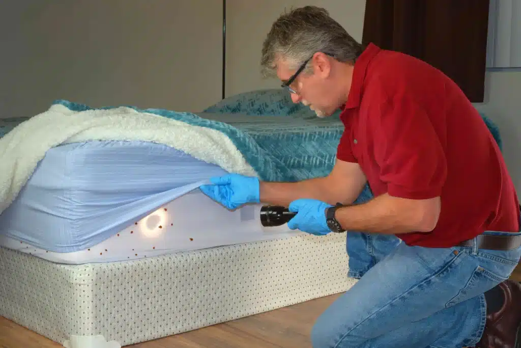Man examining bed bugs infestation in mattress
